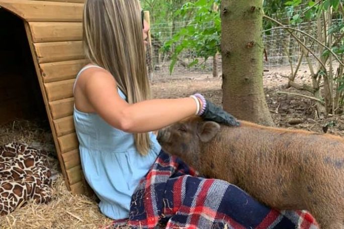 a person petting a sheep