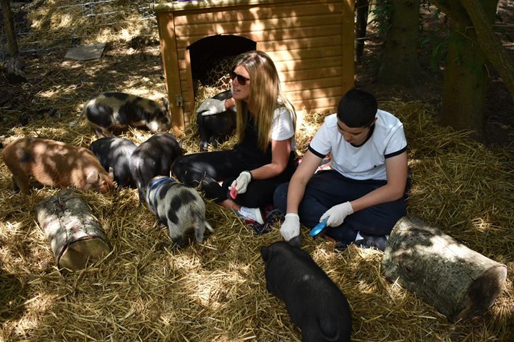 a person petting a dog lying on top of a pile of hay