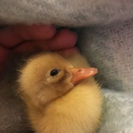 a close up of a bird
