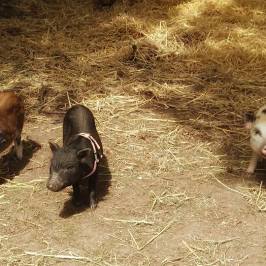 a dog is eating a pile of hay