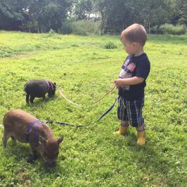 a man and a dog in a field
