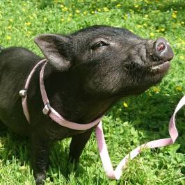 a dog standing on top of a grass covered field