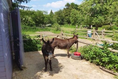 a brown cow walking down a dirt road