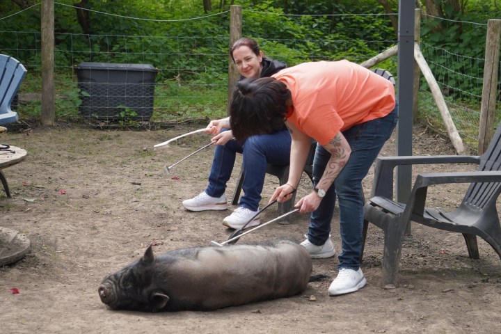Two people grooming a pig with brushes in an outdoor setting.
