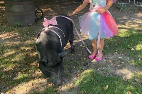 a little girl holding a dog in a park