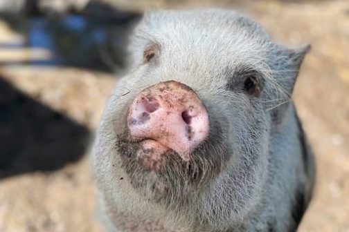 a close up of an animal