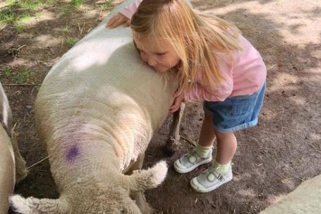 a small child is petting a sheep