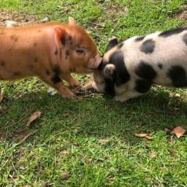 a dog lying on top of a grass covered field