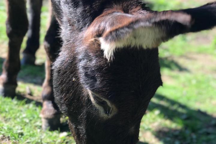 an animal standing on grass