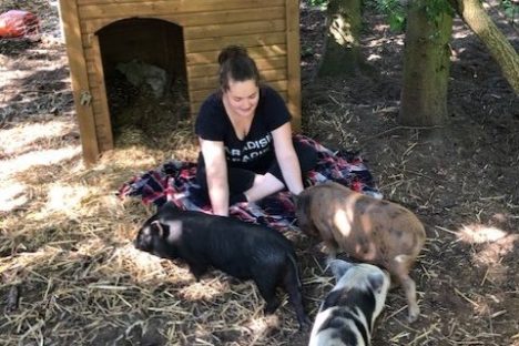 a dog sitting in the grass