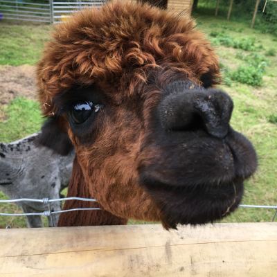 a close up of a dog sticking its head through a fence
