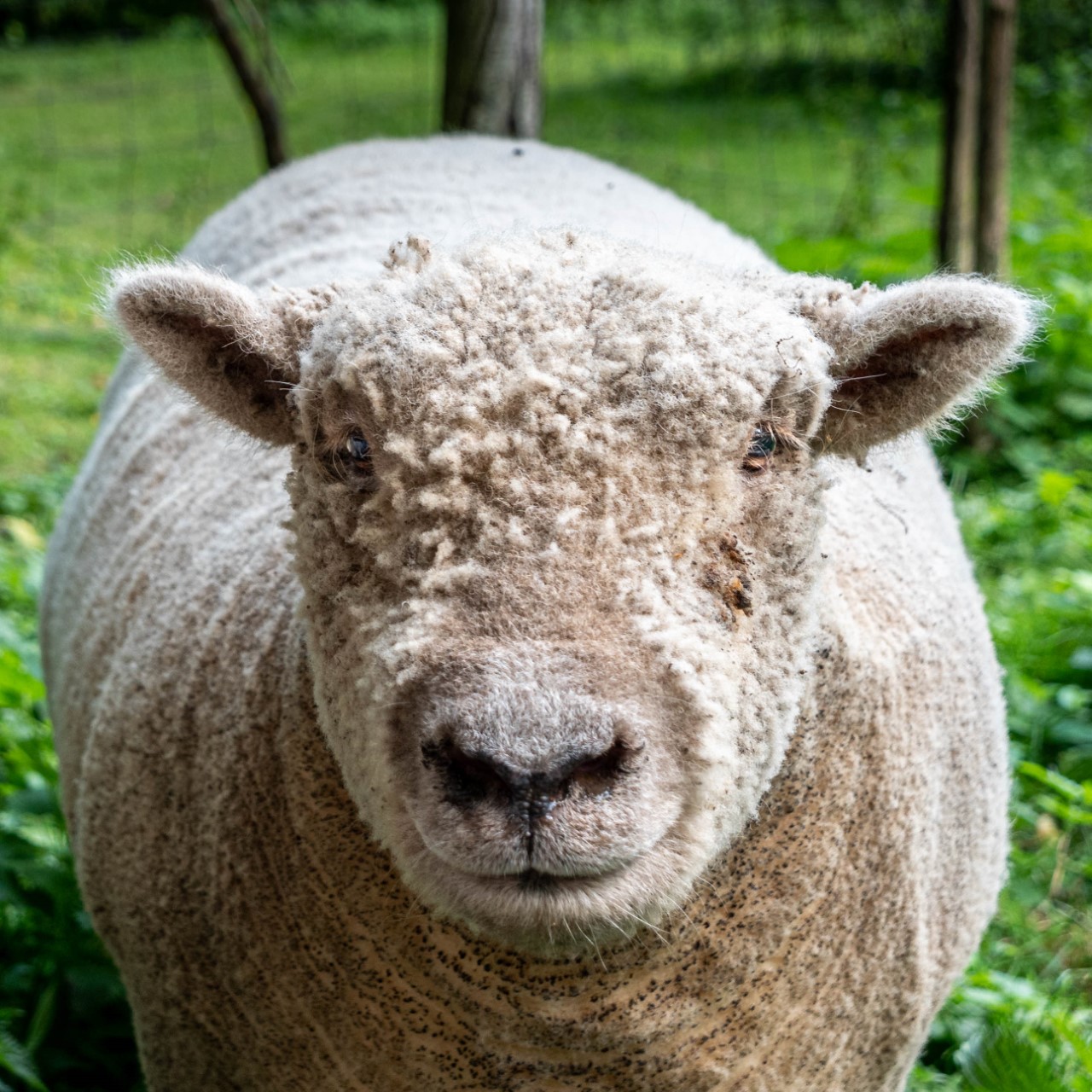 Teddy Bear Sheep Experience Huckleberry Woods