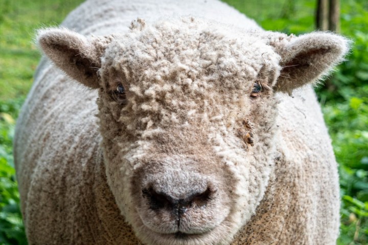 a close up of a sheep