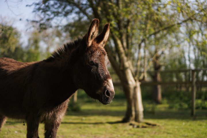 an animal standing on grass