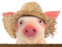 a close up of a stuffed animal