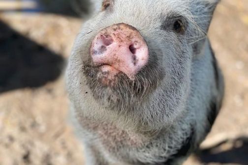 a close up of an animal