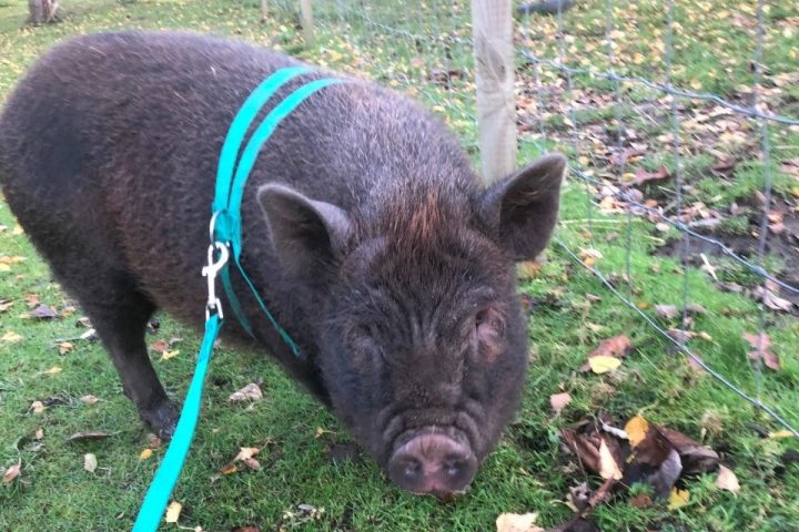 a dog lying on the grass