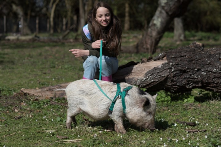 a dog sitting in the grass