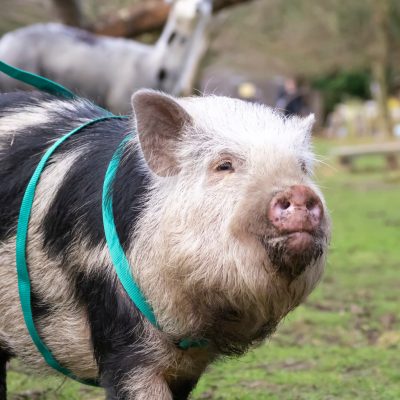 Micro pig going for a walk