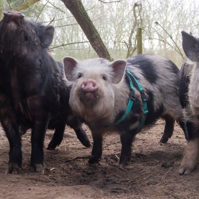 A group of micro pigs waiting to play