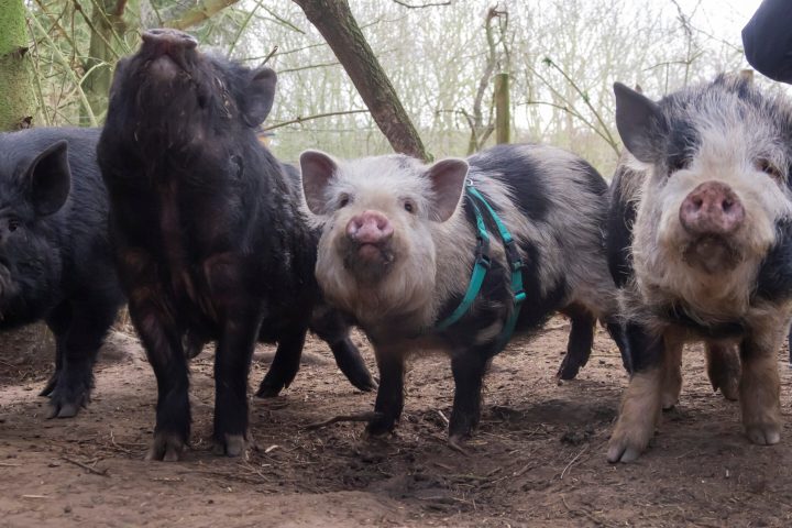 A group of micro pigs waiting to play
