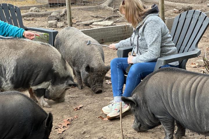 Person sitting outdoors with several pigs, grooming pigs