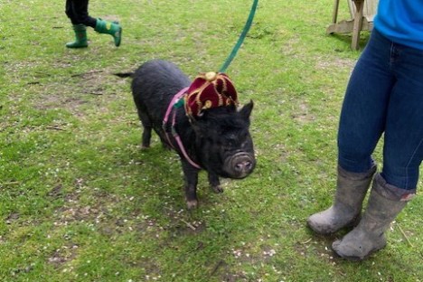A micro pig walking on a harness, wearing a crown