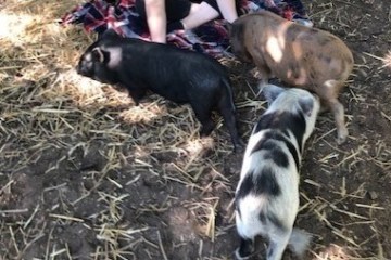 a group of sheep standing on top of a pile of hay