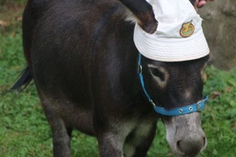 a dog standing on grass