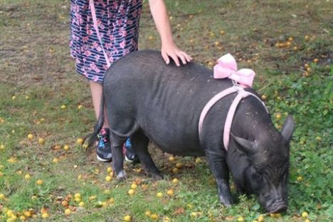 a little boy that is standing in the grass