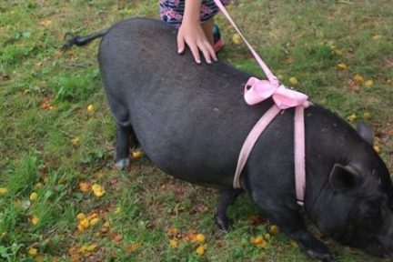a little girl holding a dog