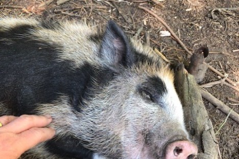 a close up of an animal