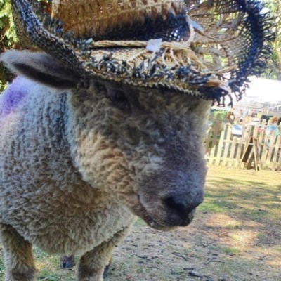 a sheep standing in the grass