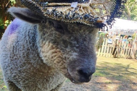 a sheep standing in the grass