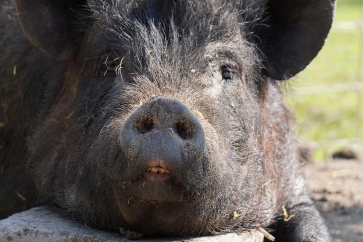 A large black pig resting its head on a concrete block in a sunny outdoor pen.
