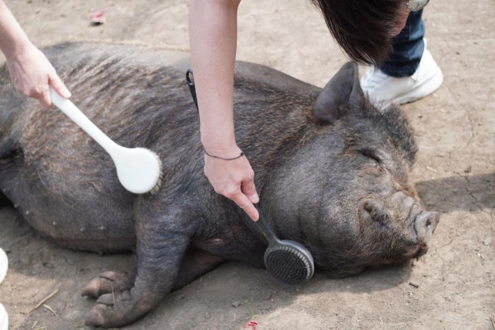 Two people brushing a large pig with scrub brushes on the ground.
