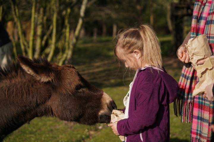 a person petting a cow that is standing in the grass