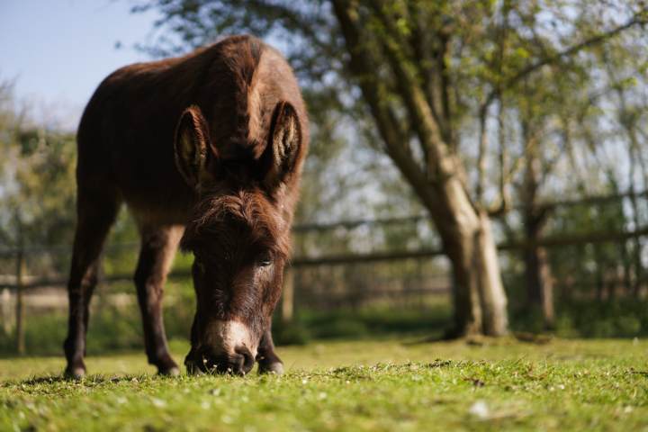 a brown horse grazing on a lush green field