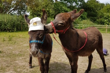 a group of people standing next to a dog