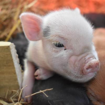 a rodent looking at the camera