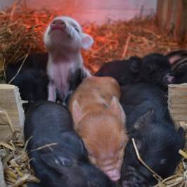a dog is eating a pile of hay