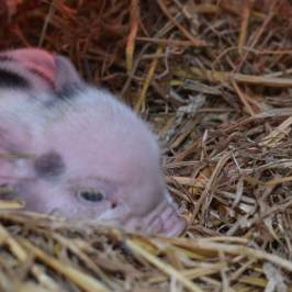 a rodent eating a pile of hay