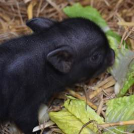 a squirrel eating a pile of hay