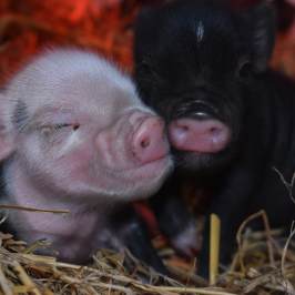 a dog lying on a pile of hay