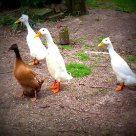 a bird that is standing in the dirt