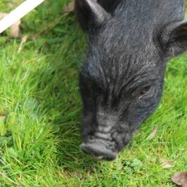 a close up of a cat lying on top of a grass covered field