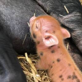a dog lying on the ground