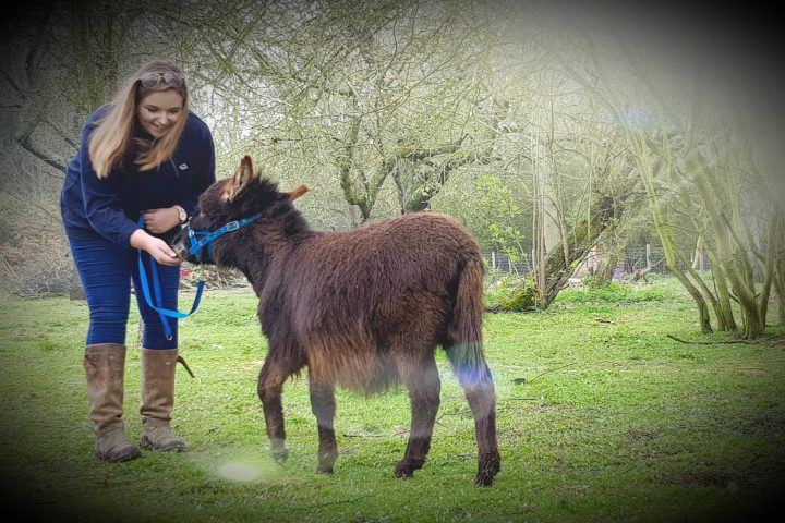 a person holding an animal