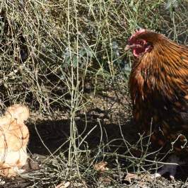 a bird sitting on top of a pile of hay