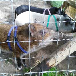 a group of sheep in a cage
